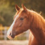 CAVALOS