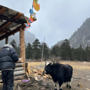 魏春羽第二个小号（极