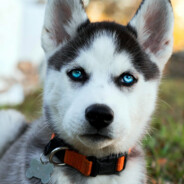 Husky