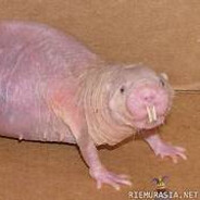 negev keisari - steam id 76561199125025979