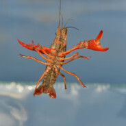 火丨玄丨木丨华