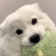 小猫你以吃可芝士堡汉