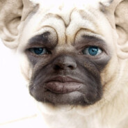 Пожилой мопс