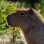 Capybara