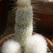 cmoknij mnie w falus