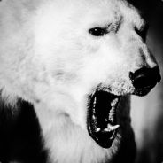 PolarBear