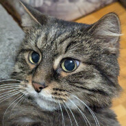 r1nt1k - steam id 76561197997407487