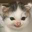 I DONT CAT