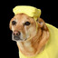 ButterDog