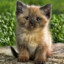 meow
