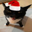 Jolly cat