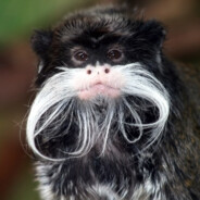 Emperor Tamarin