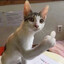 КОТАКОТЭК