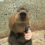 Capibara