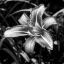 silverlily