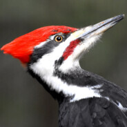 Pileated Woodpecker