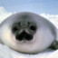 Hooded Seal Pup