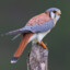 Kestrel