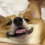 Corgi