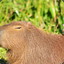 Kapibara