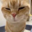 SIGMA CAT