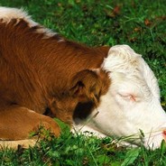 Sleepingcow1