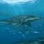 Mosasaurus
