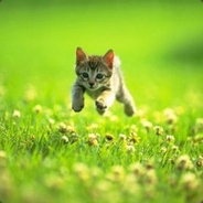 humle17 - steam id 76561198038717842