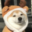 会飞猪