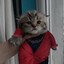 мини дик