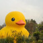 Patito de Rockysicky