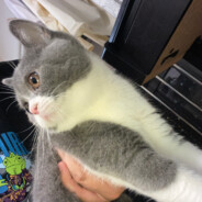 少当舔狗多爱妈妈