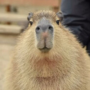 CapybaraCoconut