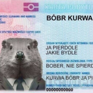 BOBR KURWA