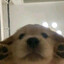 Dobbie Moneya