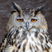 Terra the Retired Bird