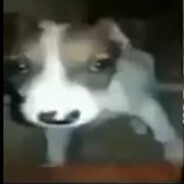 esse cachorro vai ja morre viu