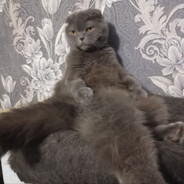 PlushaCat