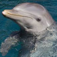 dolphin