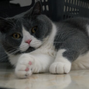 偏我来时不逢春ᨐ