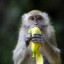 MONKEY KILLER