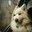 alfredo