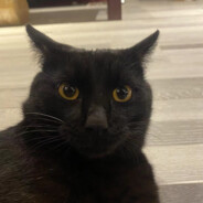 恶龙终被少年屠