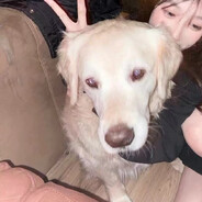 不是摆烂只是菜