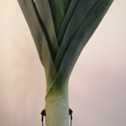 leek