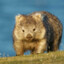 Wombat