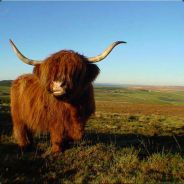 McDutch - steam id 76561197966647710