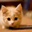 &gt;Silly-cat