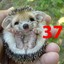 Hedgehog37