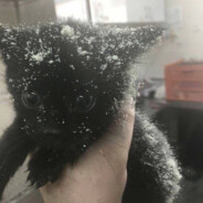 Meow